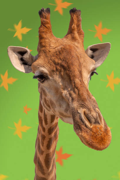istock giraffe animal. Close up head ongreen background 908597440
