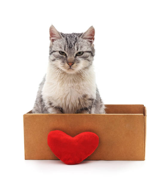istock Kitten in a box with the heart. 908597520
