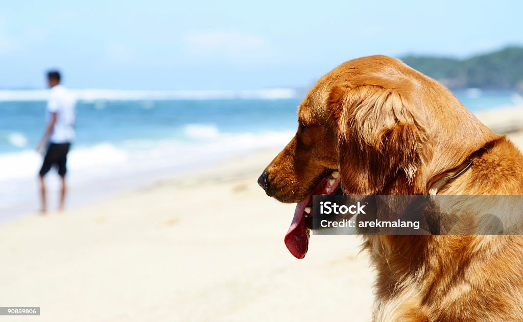 A loyal dog waiting majestically at the beach A dog on the beach waiting for his master Adult Stock Photo