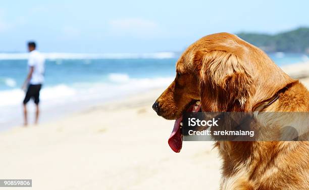 A Loyal Dog Waiting Majestically At The Beach Stock Photo - Download Image Now - Adult, Affectionate, Alertness