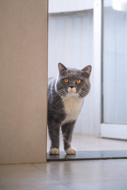 istock Gray British shorthair cats, indoors 908600206