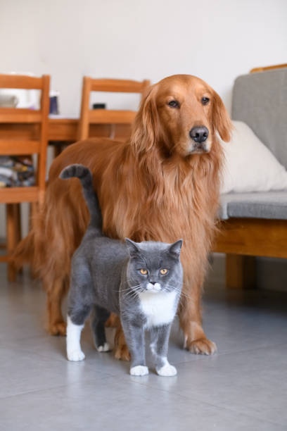 istock Golden Retriever and Cat 908600218