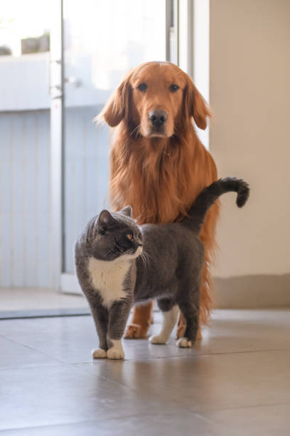 istock Golden Retriever and Cat 908600226