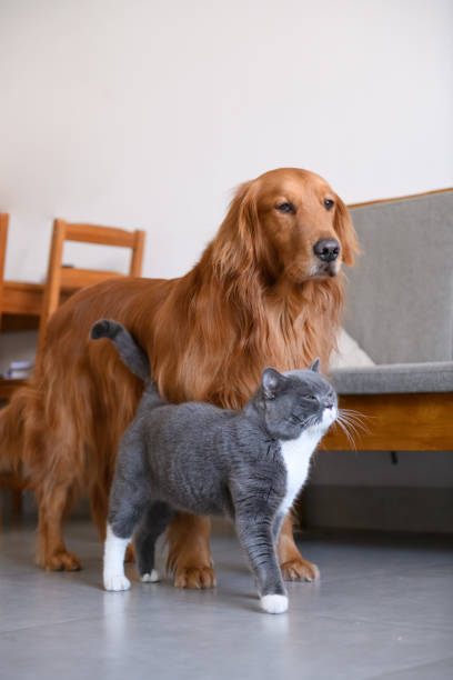 istock Golden Retriever and Cat 908600230