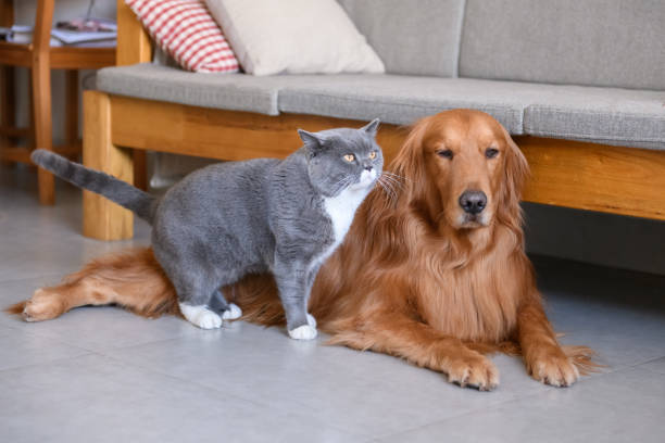 istock Golden Retriever and Cat 908600232