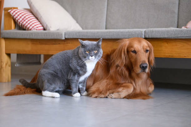 istock Golden Retriever and Cat 908600234