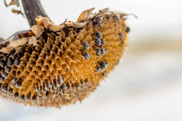 Faded sunflower in winter