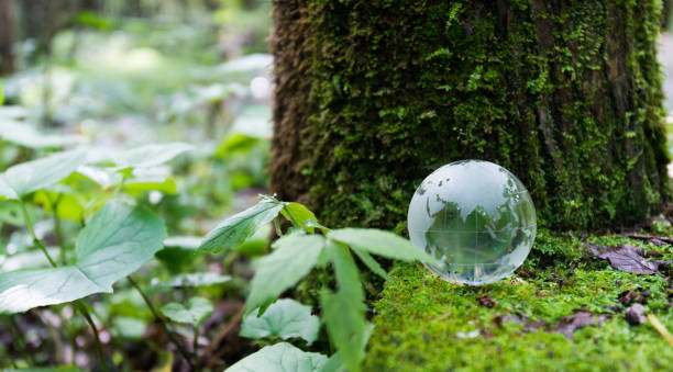 istock Glass globe on the mossy land 908603070