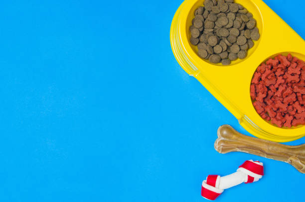 istock Dog food and accessories on blue background top view 908603072