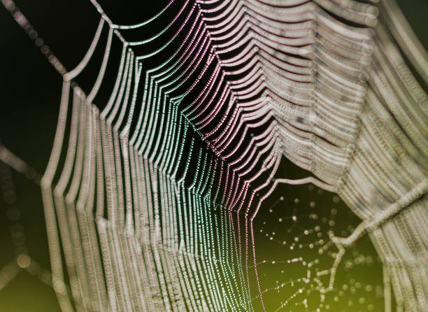 Spider Thread Stock Photos, Pictures & Royalty-Free Images - iStock