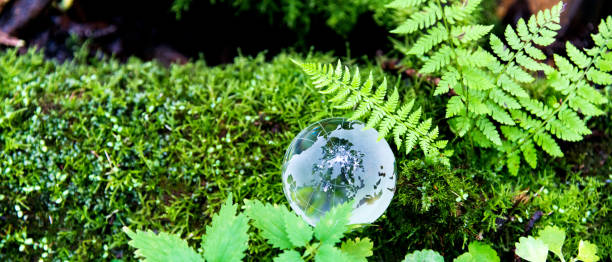 Glass globe on the mossy land