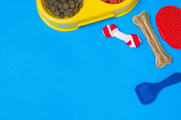 istock Dog food and accessories on blue background top view 908603258