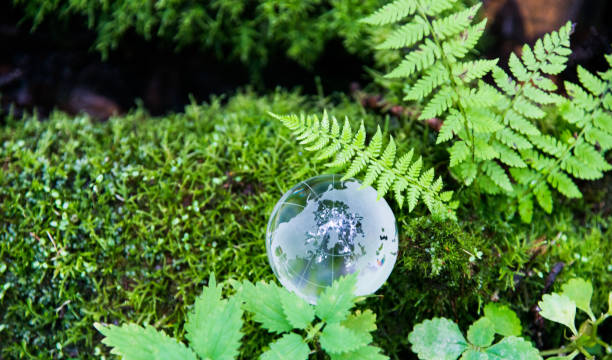 istock Glass globe on the mossy land 908603312