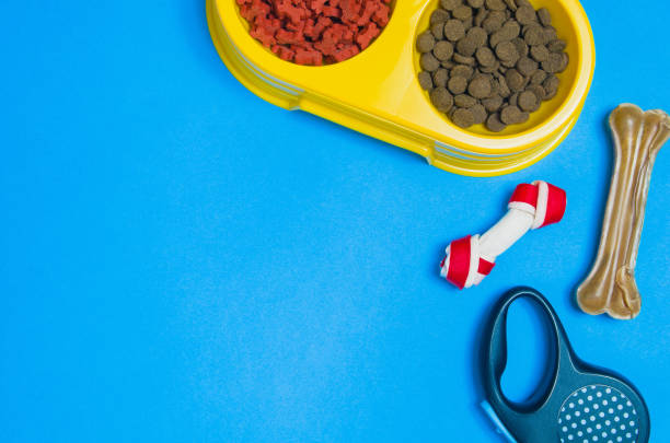 istock Dog food and accessories on blue background top view 908603352