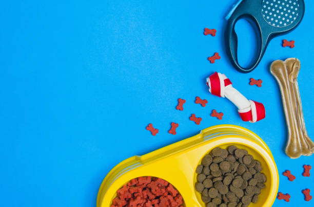 istock Dog food and accessories on blue background top view 908603398