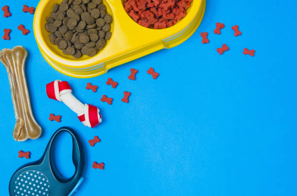 Dog food and accessories on blue background top view