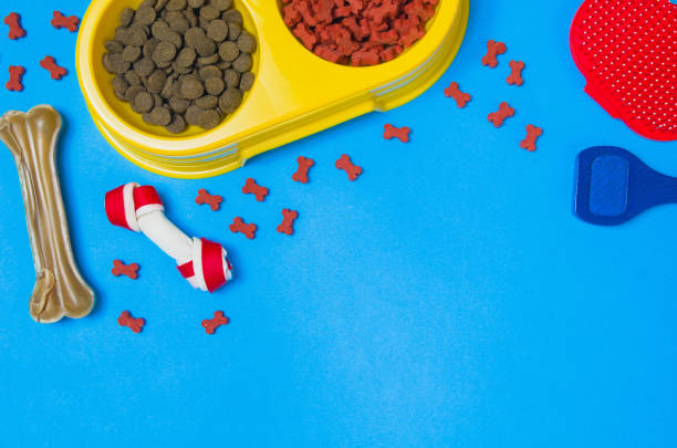 istock Dog food and accessories on blue background top view 908603498