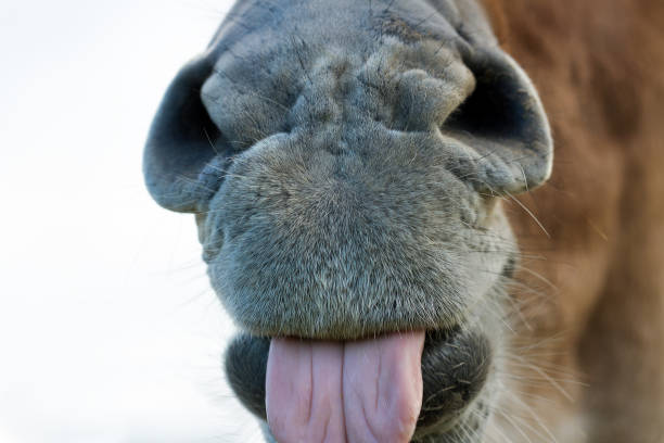 istock Healthy horse nose. 908604192
