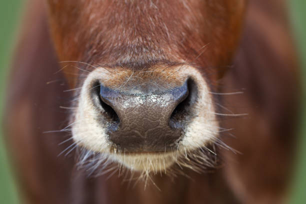 istock Wet nose of cow. 908604276