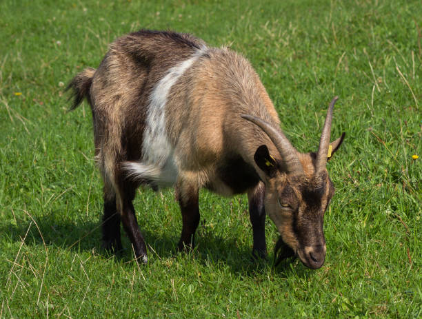 istock Goat grazing in the field. 908604628