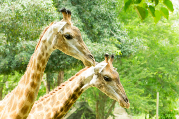 istock Giraffe in the zoo 908605148