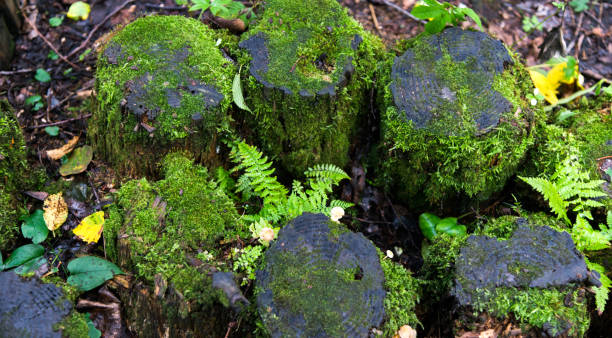 Moss on top of tree stumps