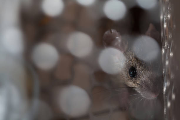istock Rat trapped in a cage mouse trap inside at home. 908605308