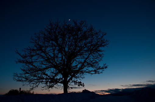 Sky at dusk and winter grove and crescent moon