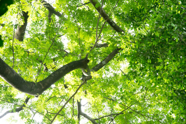 istock Fresh Green leaves glowing in green forest. 908611390