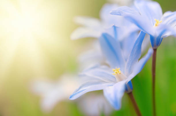 Glory-of-the-snow, Scilla luciliae, flowers in early spring Glory-of-the-snow, Scilla luciliae, flowers in early spring snowdrops in woodland stock pictures, royalty-free photos & images