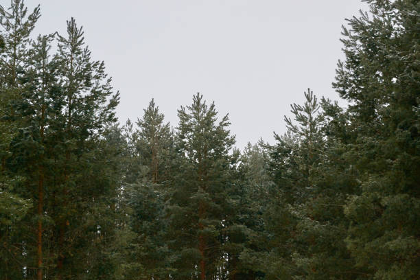 istock beautiful spruce in the snow 908617976