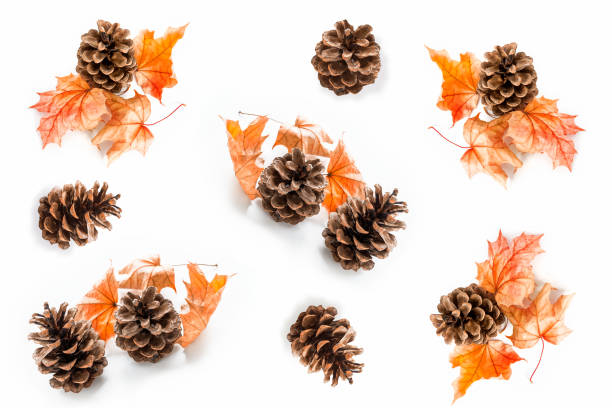 istock autumn leaves isolated on white background. pinecone. 908618268