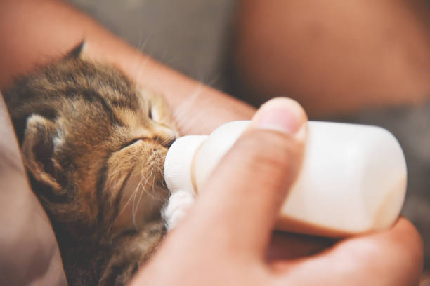 istock man hands feeding milk from the bottle to small kitten. 908618358
