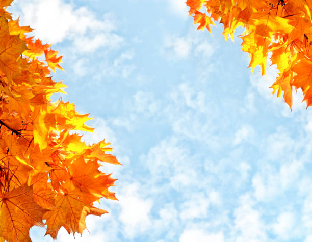 istock autumn landscape with bright colorful leaves. 908618564