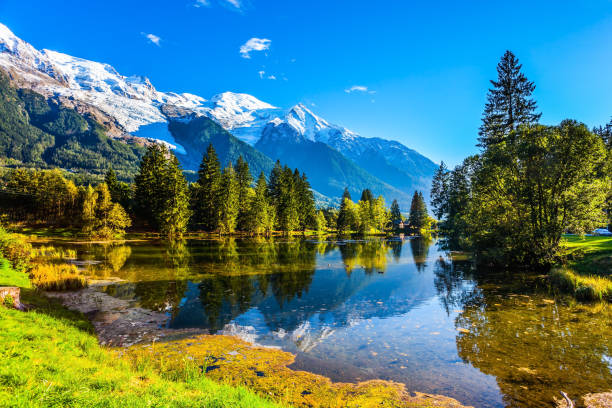istock The lake reflects the forest 908618854