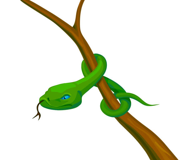 snake on a branch, stock vector vector art illustration