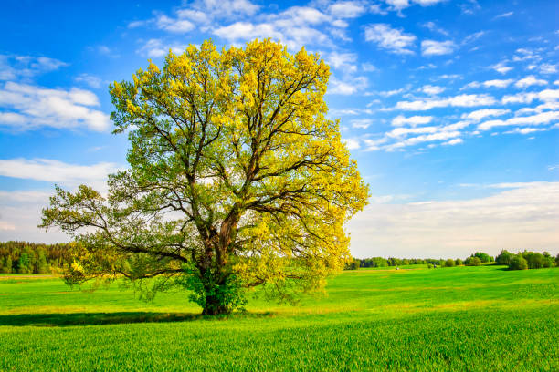 istock large green tree on spring meadow in bright sunny day. Beautiful spring nature. picturesque tree on green field. Landscape of spring field with  branchy tree. 908629140