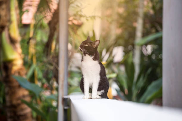 Black and white color cat sitting on cement fence over blurred green garden with morning light