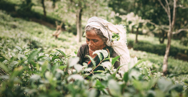старость женский чай-сборщик берет свежие чайные листья - пик адама стоковые фото и изображения