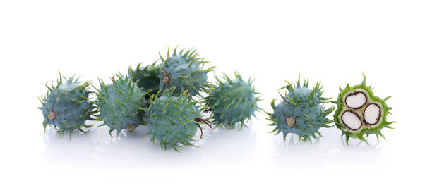 istock Castor oil plant on white background 908632908