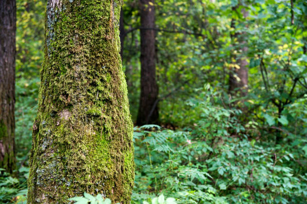 Mossy tress in the forest