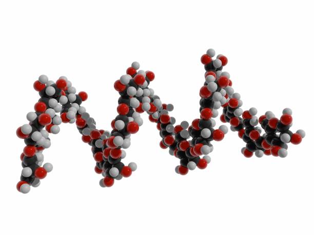 전 분 (헬리컬 amylose) biomolecule, 포도 당 소 단위, 주요 에너지 저장 식물과 인간 규정식에 있는 주요 탄수화물 화합물의 중합체의 3d 그림. 백색에 절연 되어 있습니다. - starch 뉴스 사진 이미지