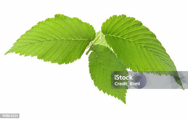 Foglia Di Elm 2 - Fotografie stock e altre immagini di Albero - Albero, Bianco, Botanica