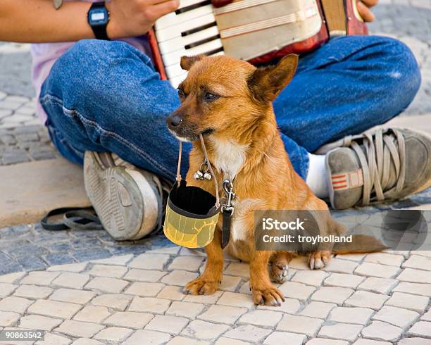 Buskers Pomocnik - zdjęcia stockowe i więcej obrazów Chihuahua - Pies rasowy - Chihuahua - Pies rasowy, Depresja - Smutek, Fotografika