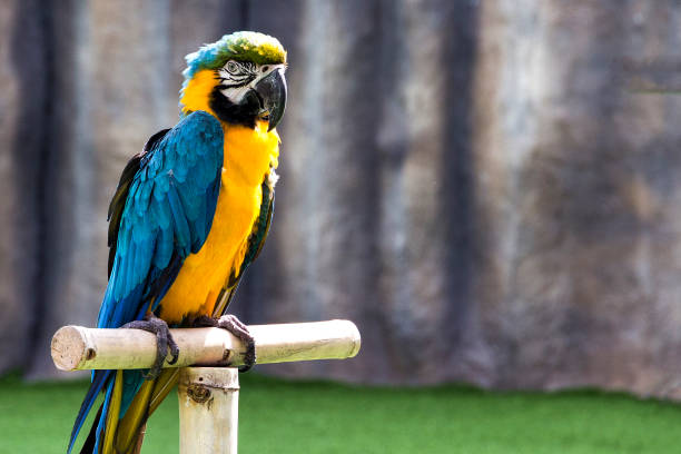 beautiful parrot macaw sits on a perch in the sun rays