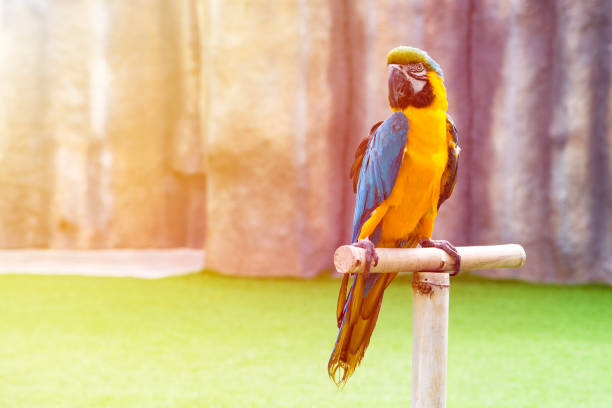 istock beautiful parrot macaw sits on a perch in the sun rays 908643404