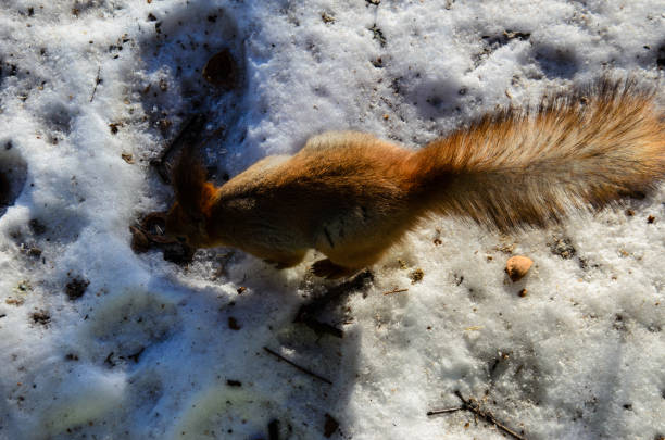 ardilla en la nieve en el parque de la ciudad - 7655 fotografías e imágenes de stock