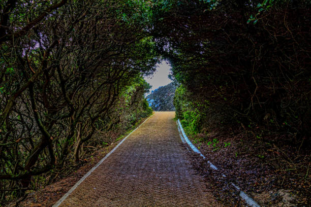 istock Brick pathway along cliffside of Sandy Beach, Cape Town, South Africa 908647322