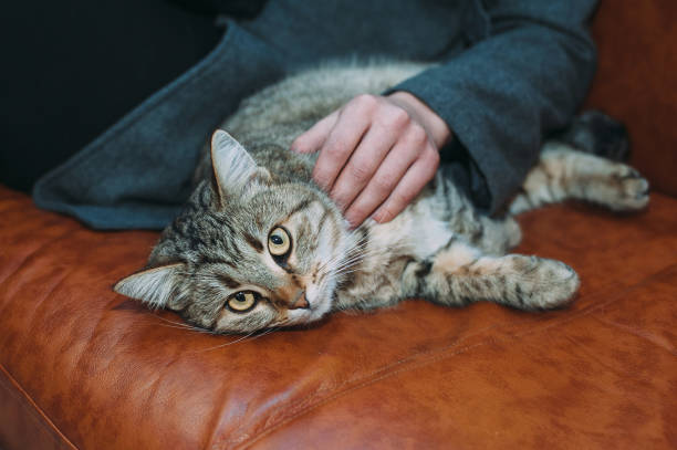 istock Girl stroking a cat. Cute beautiful cat lying on sofa and looking in camera. 908647568