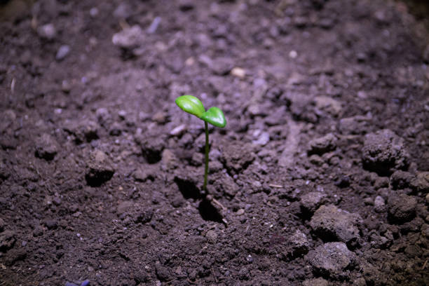 istock New life. Young sprout in springtime,Closeup. 908651326